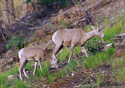 Ovis Canadensis